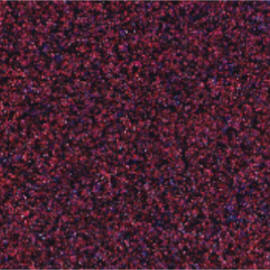 wpe7C.jpg (20616 bytes)